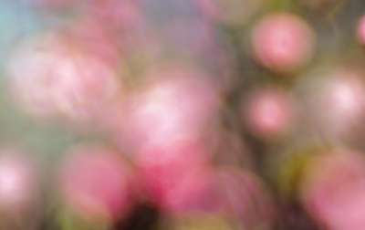 背景 观赏花卉 花海 逆光 粉色的 绿色 花海 花海 花海