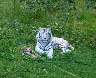 老虎 白色的老虎 白 猫 猫科动物 野生 捕食者 享受