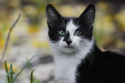 猫 宠物 小猫 眼睛 动物 看