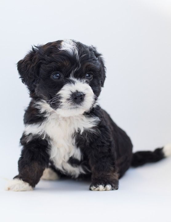 Bernedoodle 狗 小狗 涂鸦 贵宾犬 伯恩山犬