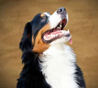 伯恩山犬 狗 动物 伯尔尼 森纳猎犬 图片 绘画 画画