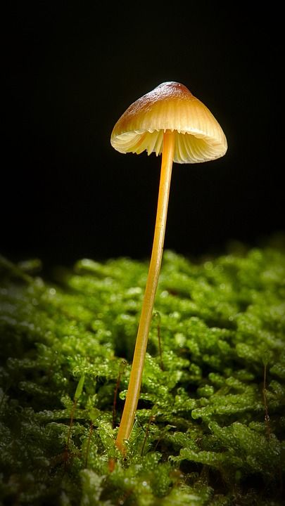 蘑菇 海绵 森林 苔藓 宏