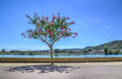 树 林荫大道 路 旅行 绿色 公园 旅游 街道 镇 城市