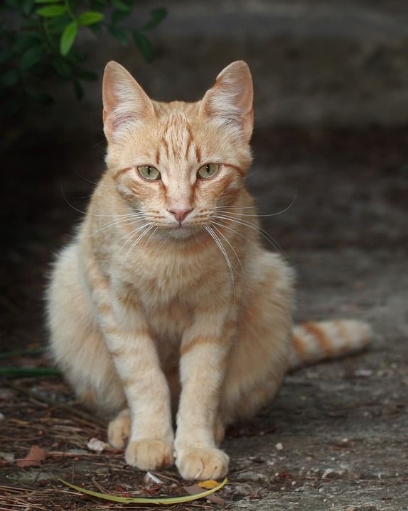 猫 年轻的猫 家畜 猫脸 Katzenkopf 头 家猫 野生动物