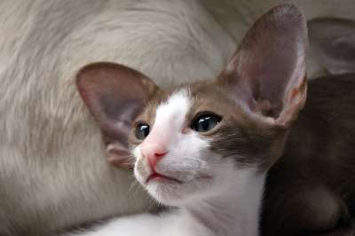 猫 小猫 猫宝宝 东方短毛猫 毛皮 可爱的 动物 食肉动物
