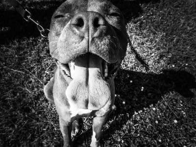 撕破脸皮 混合梗 头 狗 公牛 宠物 动物 坑 犬类