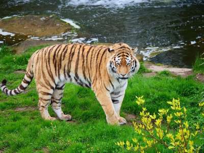 老虎 大猫 野生动物 自然 猫 哺乳动物 食肉动物 动物