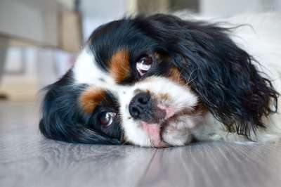 狗 骑士国王查尔斯 可爱 动物 犬类 看