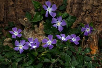 小蔓长春花 花 春天 小常青树 地被植物