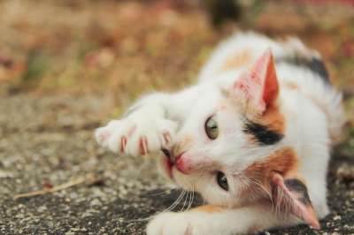 猫 宠物 动物 小猫 国内的 猫科动物 基蒂 哺乳动物 盯