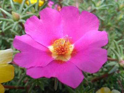 Portulaca Oleracea L 马齿苋花 五行草花 五方草花