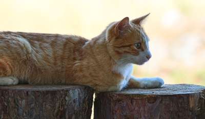 动物 哺乳动物 猫 猫科动物 宠物 迷路 毛皮 胡须