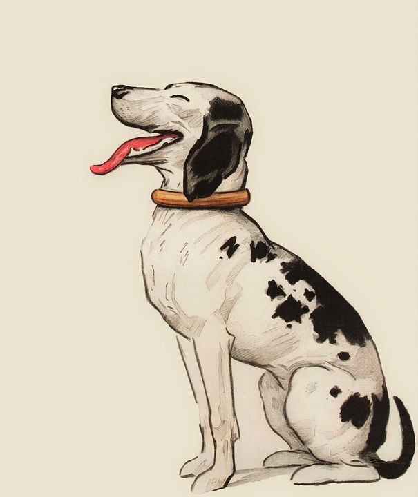 狗 肖像 宠物 小狗 犬类 幽默 动物 兽医 友谊 可爱的