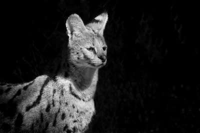 薮猫 野猫 非洲人 动物 野生动物 动物园 非洲 苹果浏览器