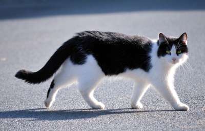猫 路 跑步 黑色和白色 家猫 动物 家畜 眼睛 猫眼 关闭
