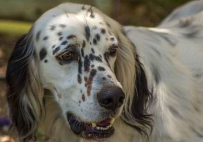 狗 打猎 枪口 犬科动物的比赛