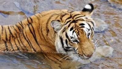老虎 野猫 动物 捕食者 动物园 哺乳动物 猫科动物 条纹