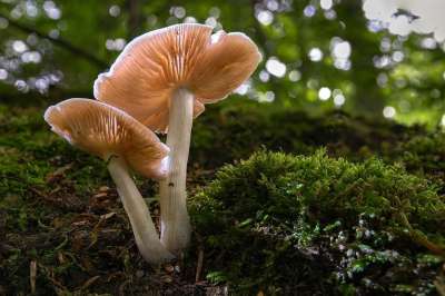 蘑菇 森林 自然 落下 苔藓 关闭 发现 毒蕈 宏 森林蘑菇