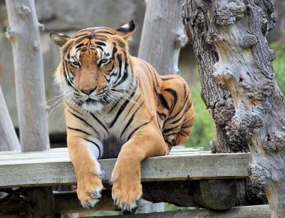 一只老虎 孟加拉 猫 兽 动物 哺乳动物 捕食者 好的 休息