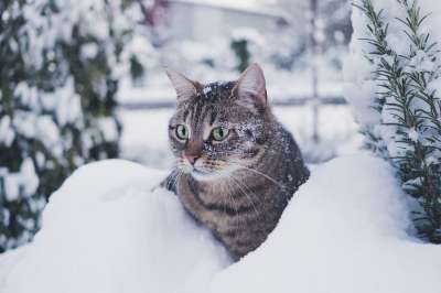 猫 冬天 虎斑猫 老虎 动物 寒冷的 肖像 雪 眼睛 户外