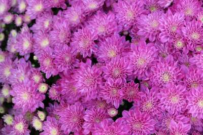 菊花 秋季 花 秋天花 花园 植物 大自然 花瓣