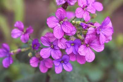 花朵 谷物 露滴 春天 花园 性质 植物 紫色 草地 花序