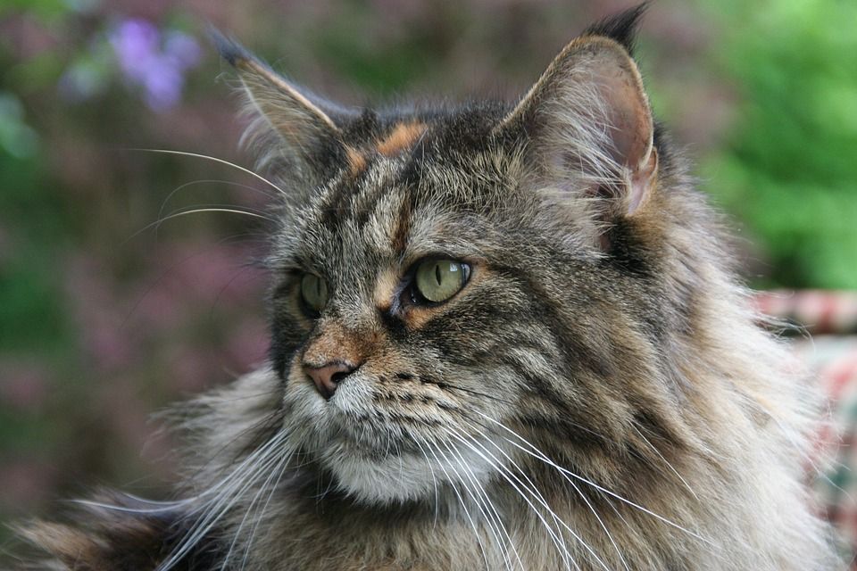 缅因浣熊, 猫, 宿醉, 森林猫, Katzenkopf, 动物肖像