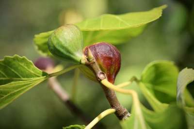 无花果 真正的胆小鬼 无花果树 食物 庄稼 水果 榕树 食用