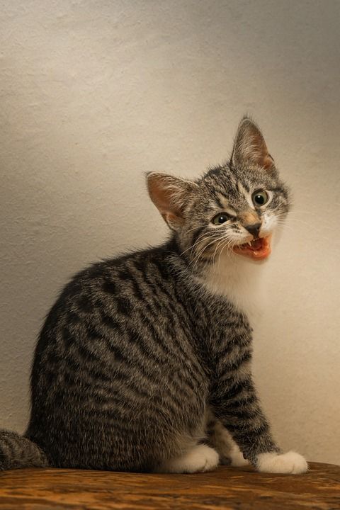 宿醉 小的 鲭鱼 小猫 家猫 家畜 可爱的 猫 猫宝宝 打呵欠