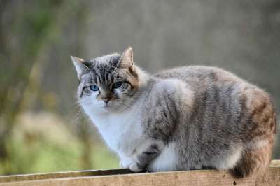 猫 猫科动物 动物 哺乳动物 胡同猫 家畜 猫蓝色的眼睛