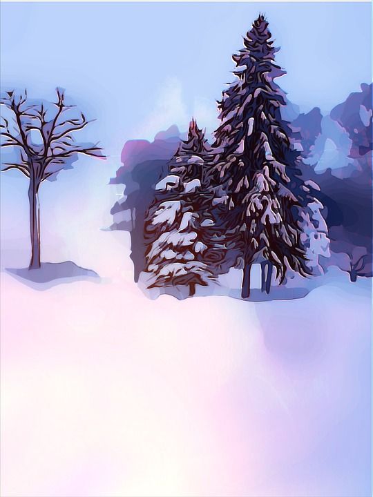 树木 雪 常青树 场景 光 寒冷的 封面 冬天 自然 景观