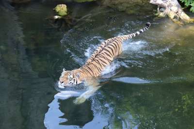 老虎 Amurtiger 西伯利亚虎 游泳 大猫 危险的 猫