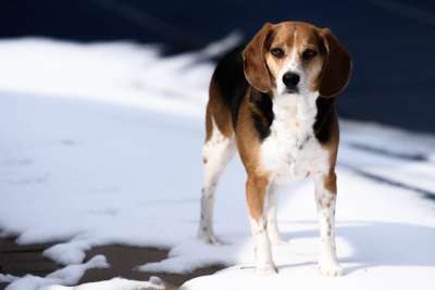 动物 比格犬 品种 犬类 可爱的 狗 国内的 猎犬 哺乳动物