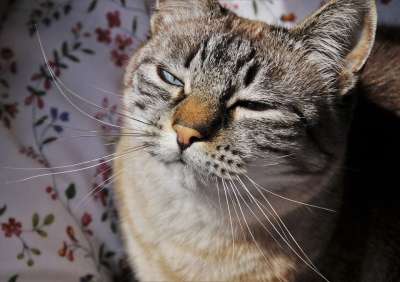 沉思 猫 胡子 头发 睡眠 虎猫 懒惰 可爱的 头 表达