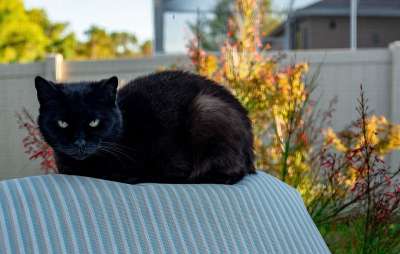 黑猫 绿眼睛 野性的 救援 迷信 宠物 毛皮 猫科动物 可爱的