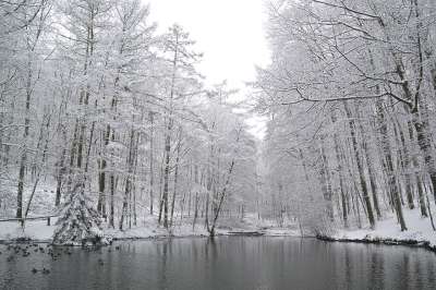 冬天 湖 冻结 寒冷的 雪 景观 树木 情绪 水
