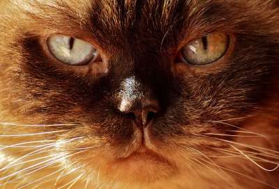 英国短毛猫 猫 品种猫 英国 短发 野生动物 家猫 纯种 猫眼