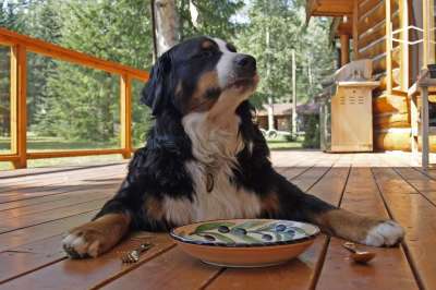 伯恩山犬 坐着 等待 自然 狗 犬类 宠物 人性化 动物