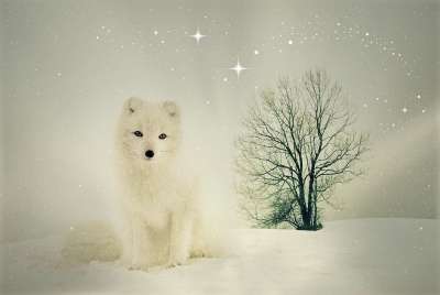 狐狸 动物 野生动物 冬天 雪 自然 雪狐狸 小狗 荒野 孤独