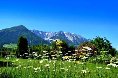 花草甸 雏菊 草甸花 山 景观 春天 雏菊场 自然