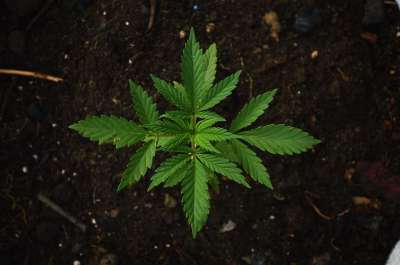 绿色 草本植物 甘贾 玛丽亚 大麻 场地 楼层 自然 床单