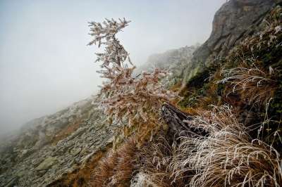 山 阿尔卑斯山 秋天 寒冷的 克娜 冰冻的树 低云 雾 全景