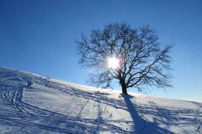 冬天 慕尼黑 奥林匹克公园 树 孤独 雪 阳光 霜 天