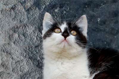 小猫 猫 家畜 家猫 肖像 猫眼 年轻 眼睛 好奇的 头