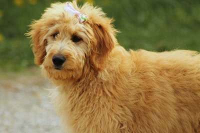 Goldendoodle 狗 犬类 宠物 动物 涂鸦 金的 可爱的