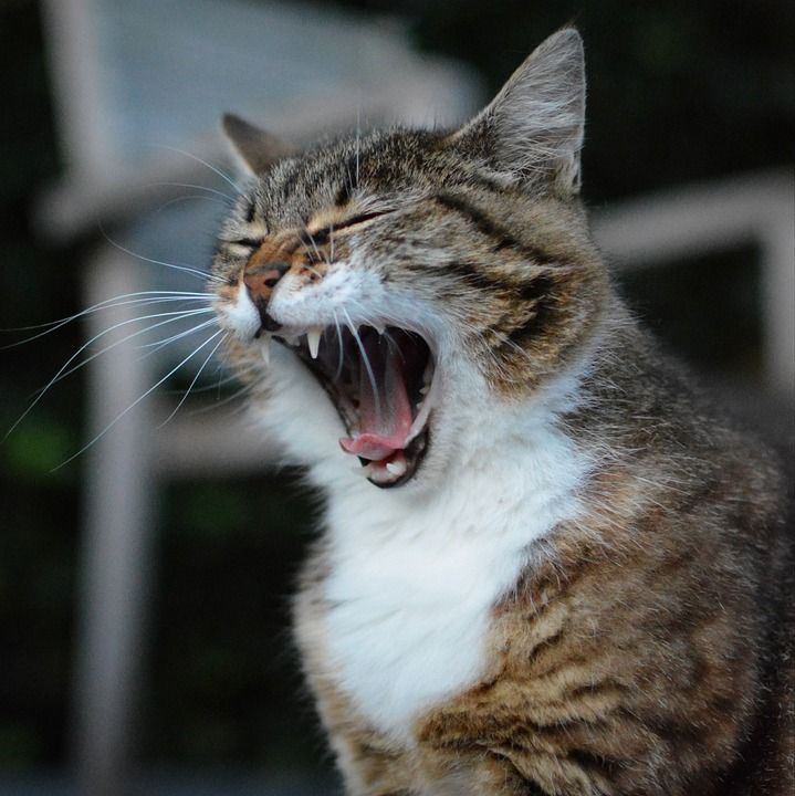 猫咪 动物 猫 宠物 哺乳动物 打哈欠 动物医院 疲劳 累了