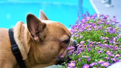 法国斗牛犬 花朵 花 品酒师 闻 背景 模板 动物 爱 幸福