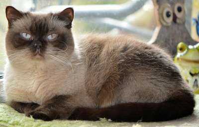 猫 英国短毛猫 亲爱的 蓝眼睛 纯种