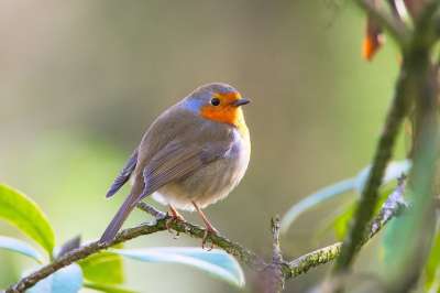 知更鸟 鸟 Erithacus Rubecula 花园 鸣禽 自然