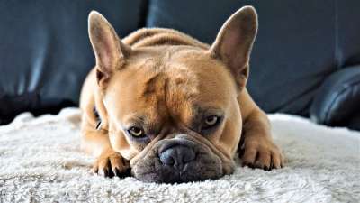 法国斗牛犬 狗 在沙发上 厌倦 轻松 脸 爪子 动物 毛皮